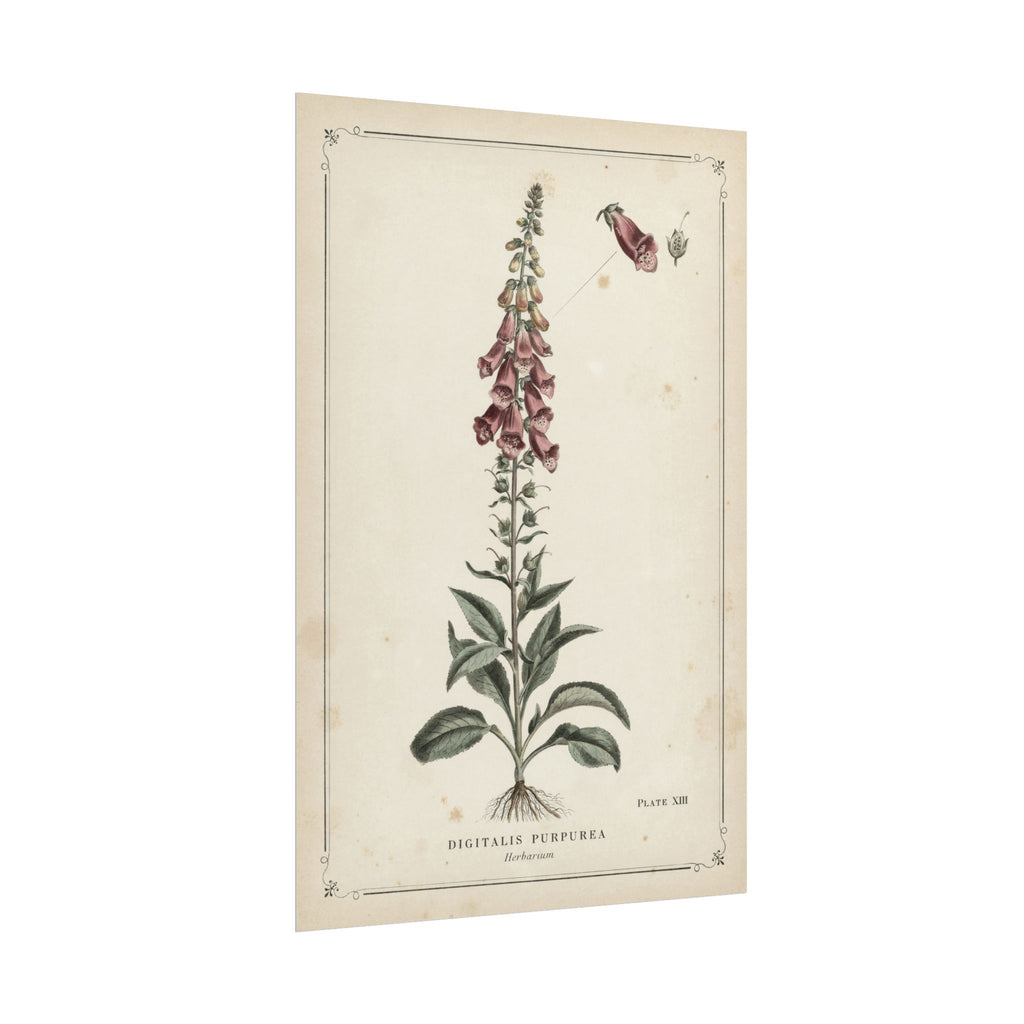 Foxglove Botanical Print, Vintage Herbarium Plate Art