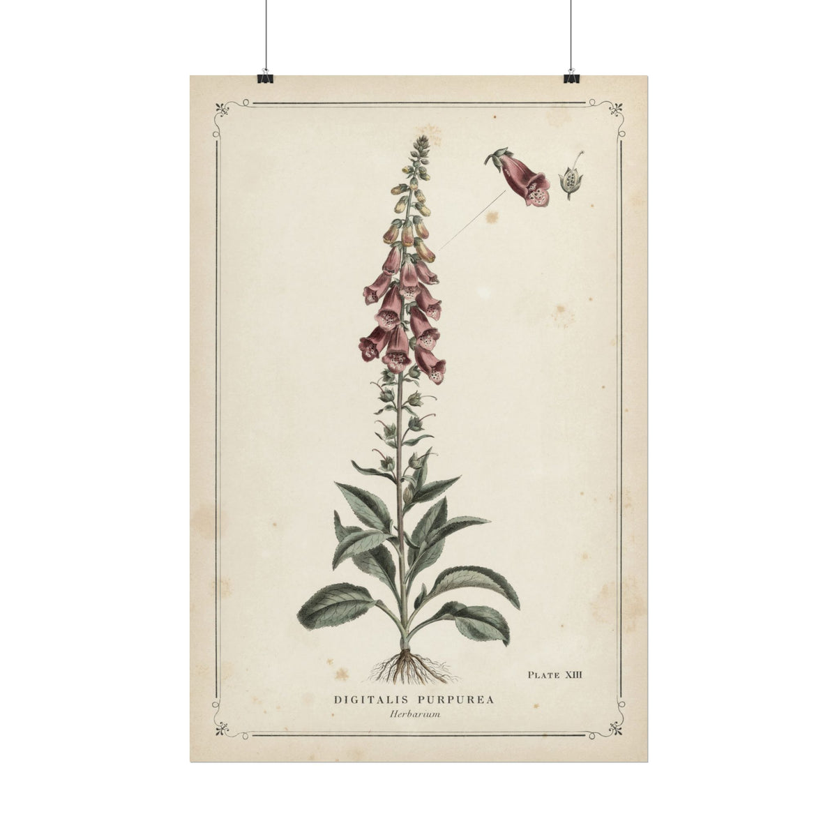 Foxglove Botanical Print, Vintage Herbarium Plate Art